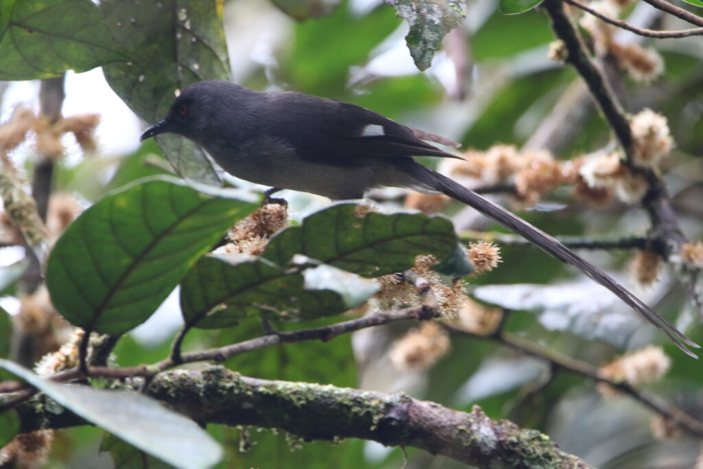Garrulaxe à longue queue (Heterophasia picaoides - Long-tailed Sibia)