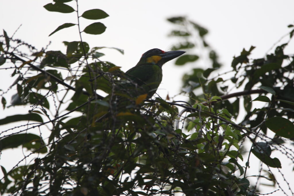Barbu à joues jaunes (Psilopogon chrysopogon - Golden-whiskered Barbet)