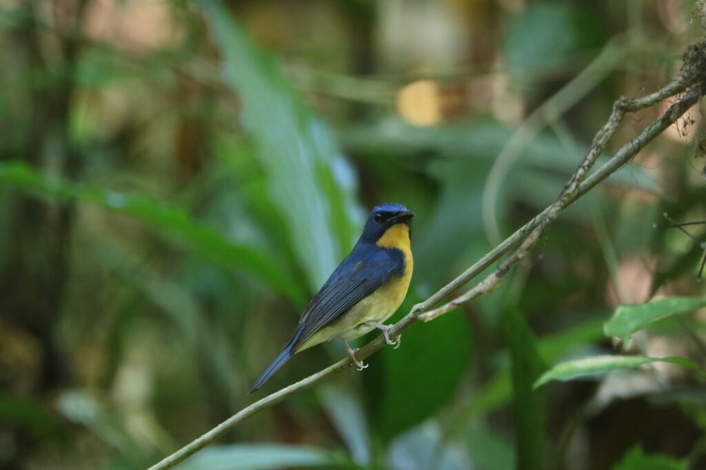 Gobemouche à bec fort (Cyornis magnirostris - Large Blue Flycatcher) - Sri Phang Nga