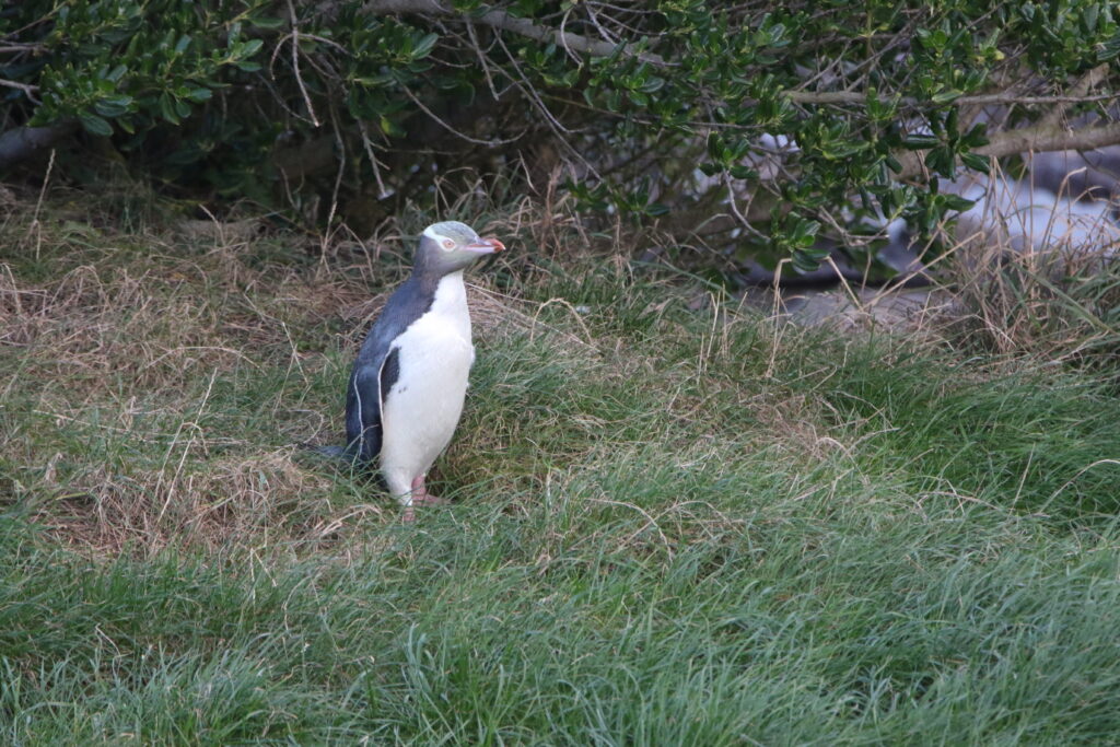 Manchot antipode (Megadyptes antipodes - Yellow-eyed Penguin) - The Opera
