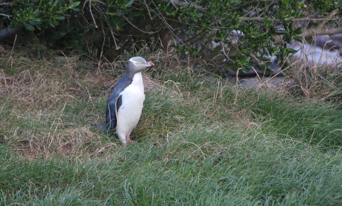 Manchot antipode (Megadyptes antipodes - Yellow-eyed Penguin) - The Opera