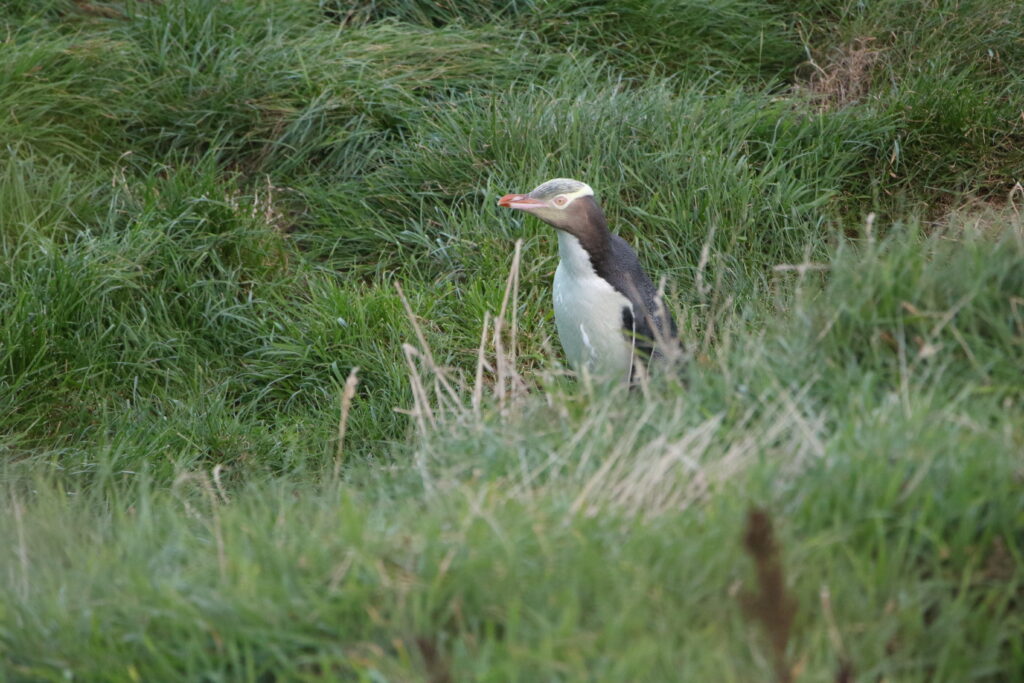 Manchot antipode (Megadyptes antipodes - Yellow-eyed Penguin)