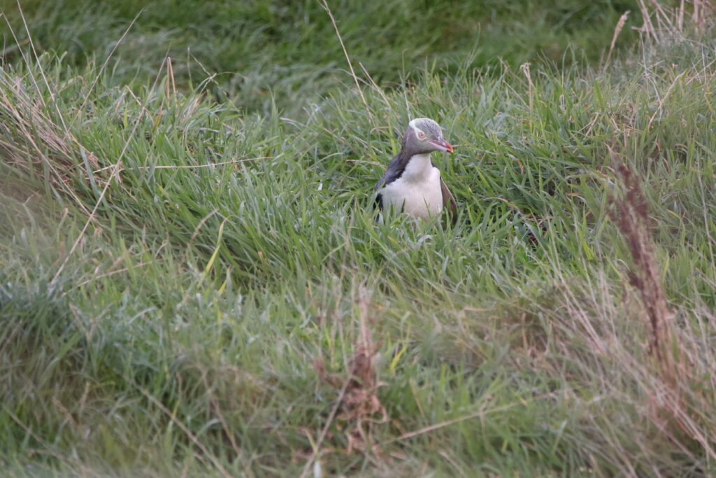 Manchot antipode (Megadyptes antipodes - Yellow-eyed Penguin) - V2