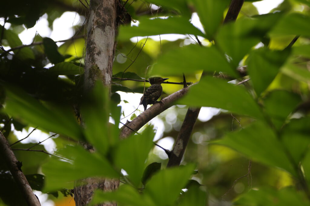 Pic à croupion fauve (Meiglyptes grammithorax - Buff-rumped Woodpecker)