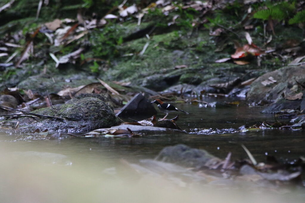 Enicure rousse-cape (Enicurus ruficapillus - Chestnut-naped Forktail)