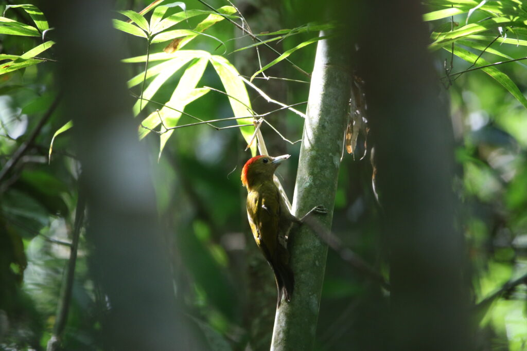 Pic des bambous (Gecinulus viridis - Bamboo Woodpecker)