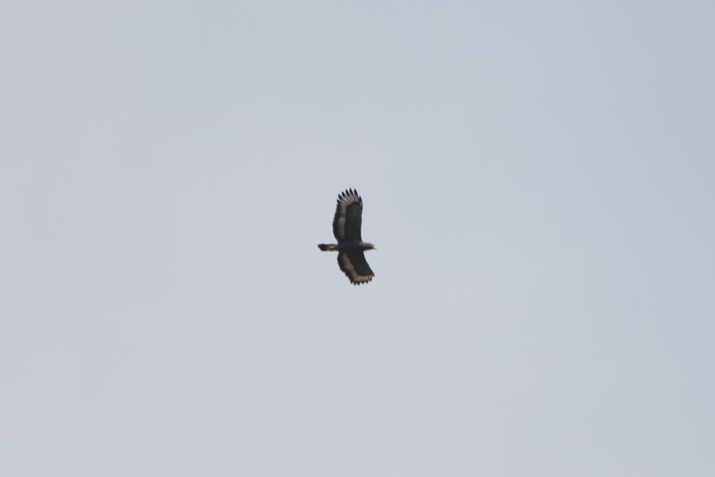 Bondrée orientale (Pernis ptilorhynchus - Crested Honey Buzzard) - Si Phang Nga