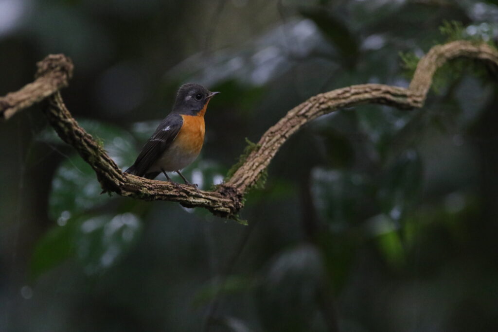 Gobemouche mugimaki (Ficedula mugimaki - Mugimaki Flycatcher)