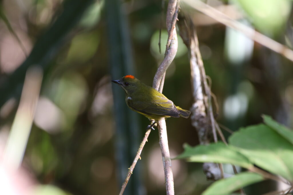 Dicée tacheté (Prionochilus maculatus - Yellow-breasted Flowerpecker)