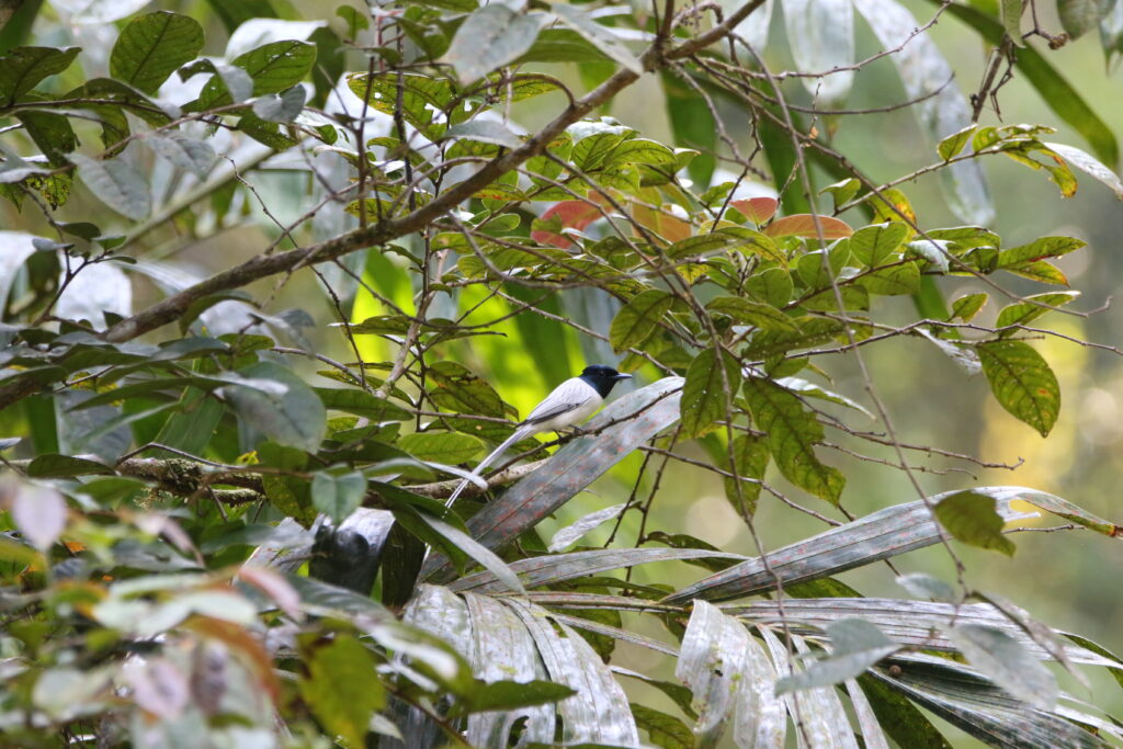 Tchitrec de Blyth (Terpsiphone affinis - Blyth's Paradise Flycatcher)
