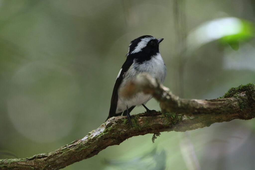 Gobemouche pie (Ficedula westermanni - Little Pied Flycatcher)