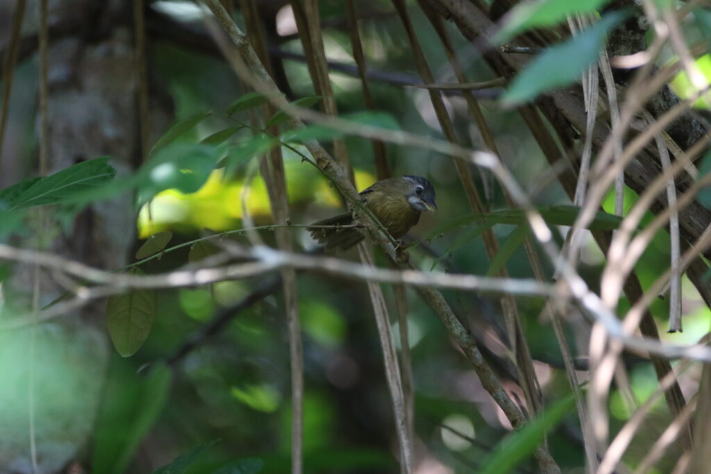 Timalie à tête rayée (Stachyris nigriceps - Grey-throated Babbler)