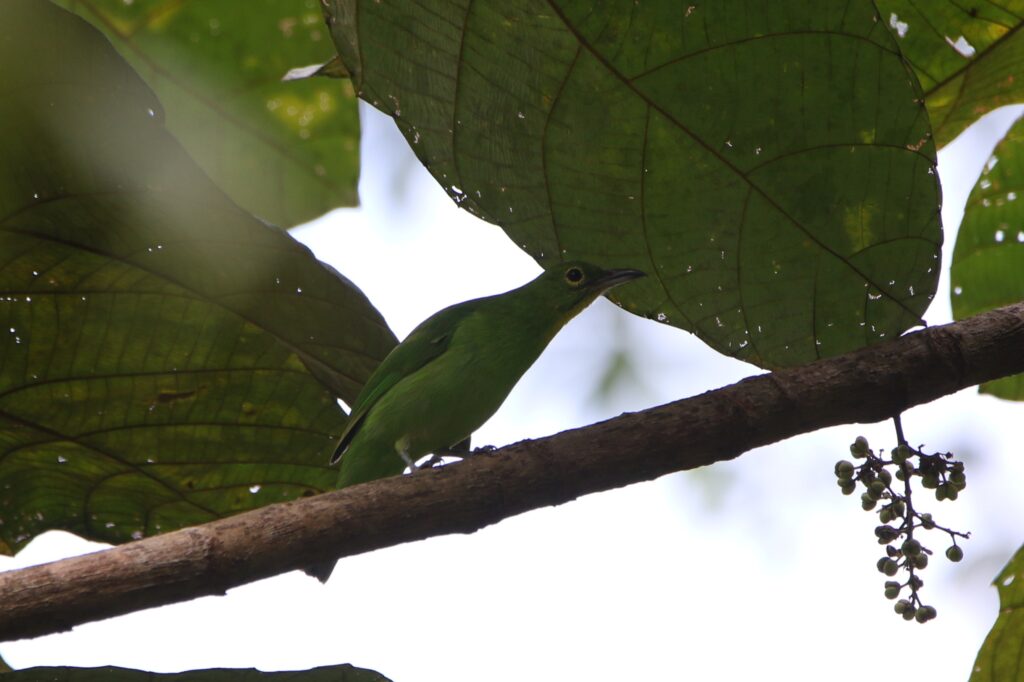 Verdin barbe-bleue (Chloropsis cyanopogon - Lesser Green Leafbird)