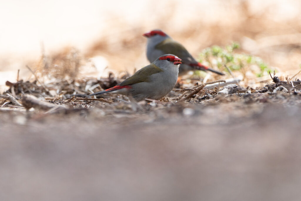 Diamant cinq couleurs (Neochmia temporalis - Red-browed Finch)