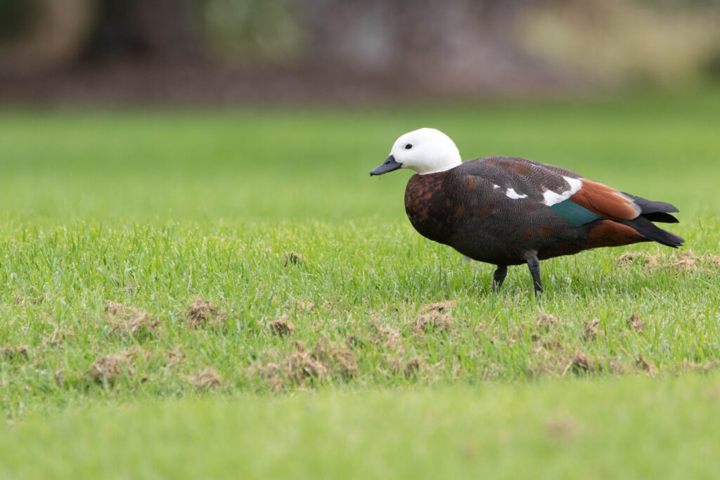 Tadorne de paradis (Tadorna variegata - Paradise Shelduck)