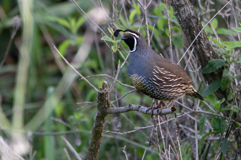 Colin de Californie (Callipepla californica - California Quail) - Nouvelle-Zélande