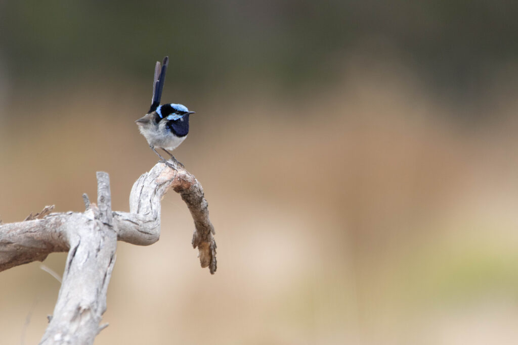Mérion superbe (Malurus cyaneus - Superb Fairywren)