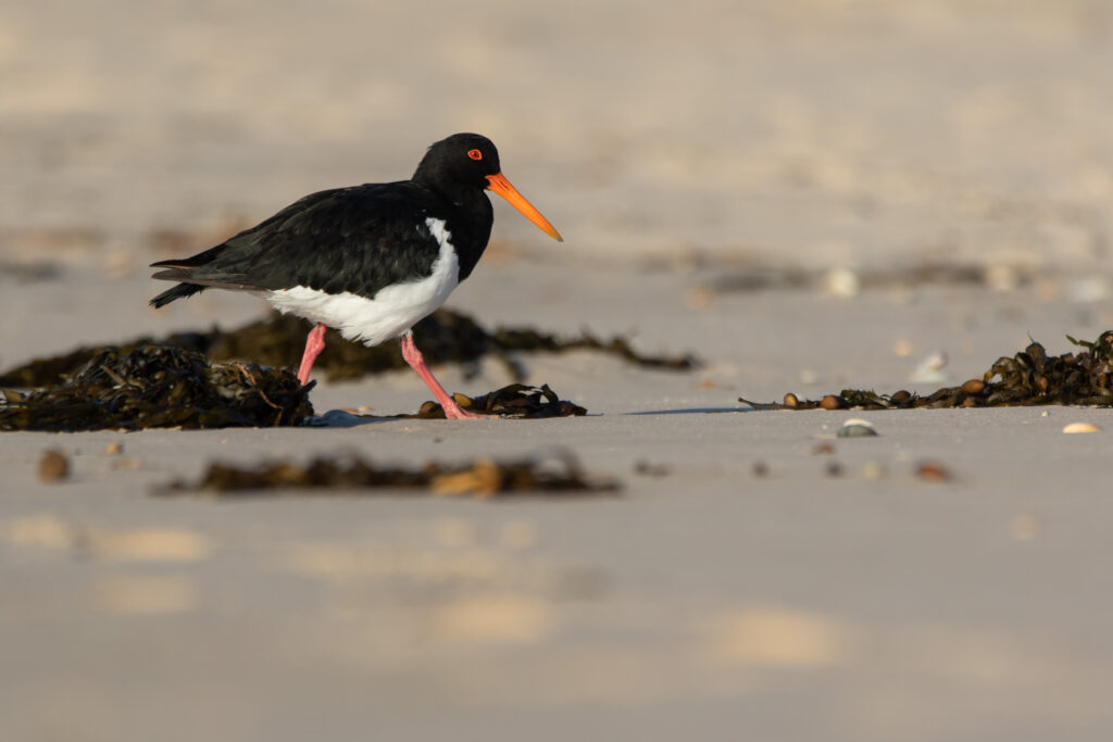 Huitrier à long bec (Haematopus longirostris - Pied Oystercatcher)