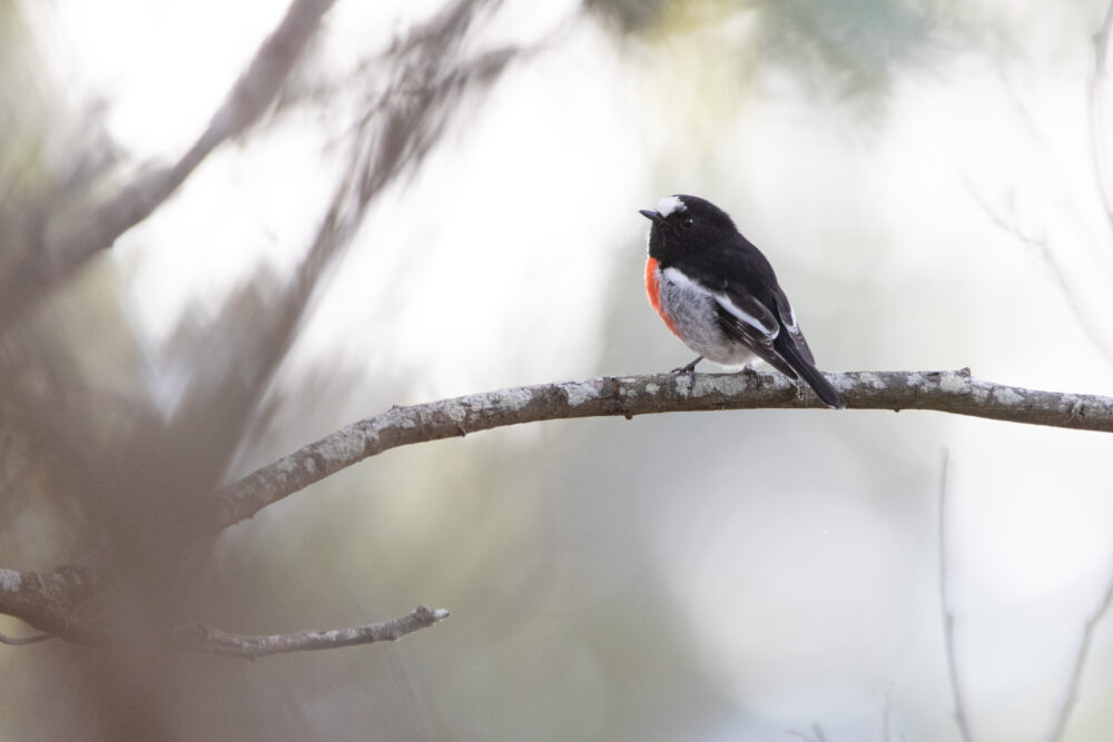 Miro boodang (Petroica boodang - Scarlet Robin) - Mount Wellington 7