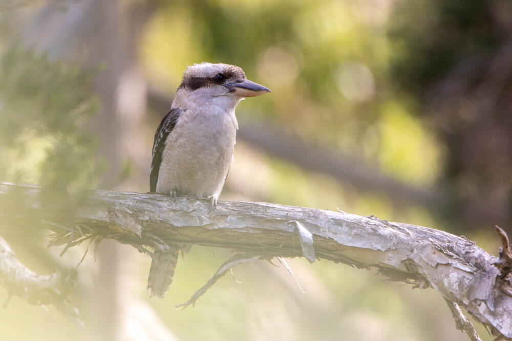 Martin-chasseur géant (Dacelo novaeguineae - Laughing Kookaburra) Tasmanie