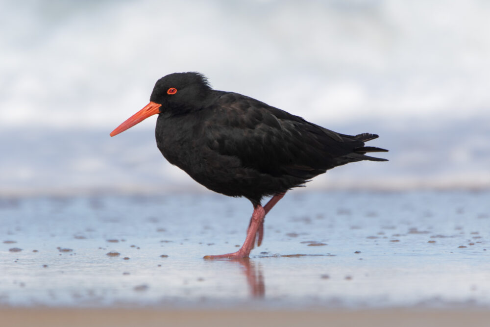 Huitrier fuligineux (Haematopus fuliginosus - Sooty Oystercatcher) 3