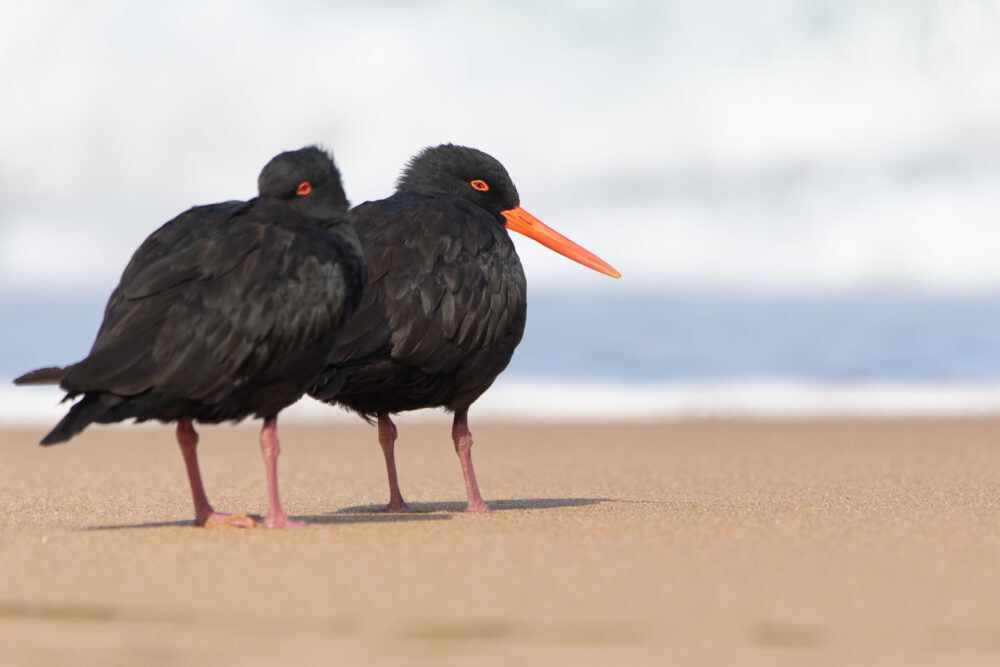 Huitrier fuligineux (Haematopus fuliginosus - Sooty Oystercatcher) 2