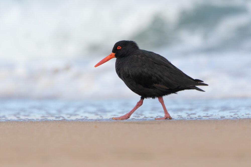 Huitrier fuligineux (Haematopus fuliginosus - Sooty Oystercatcher)