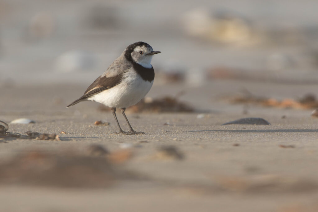 Epthianure à front blanc (Epthianura albifrons - White-fronted Chat) 4