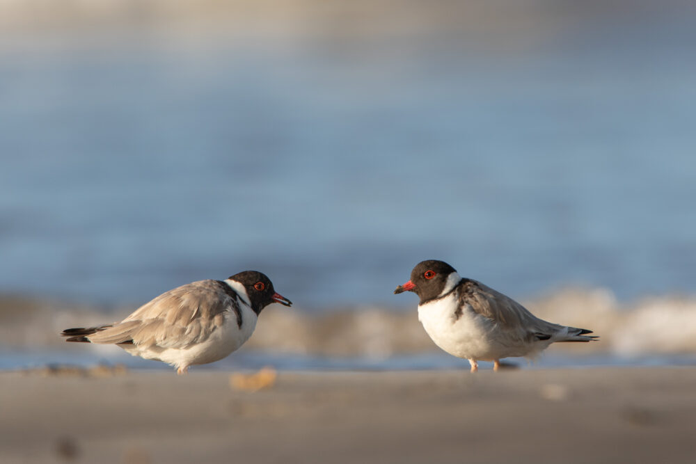 Pluviers à camail (Charadrius cucullatus - Hooded Plover)