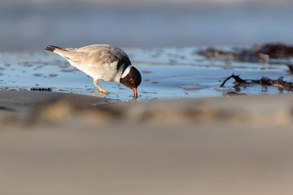 Pluvier à camail (Charadrius cucullatus - Hooded Plover) 3