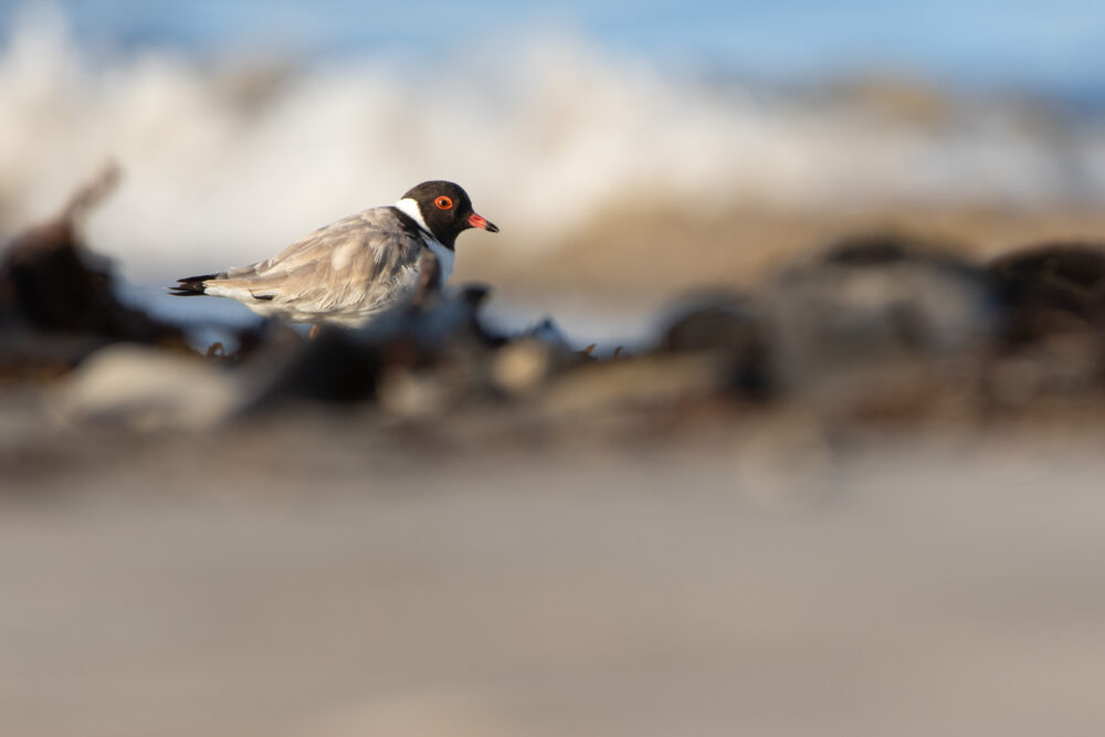 Pluvier à camail (Charadrius cucullatus - Hooded Plover) 2
