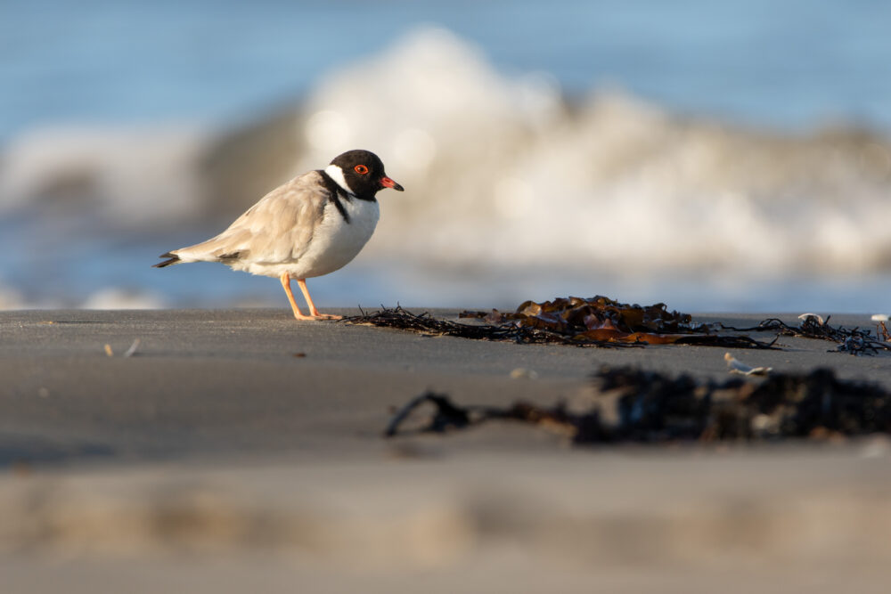 Pluvier à camail (Charadrius cucullatus - Hooded Plover)