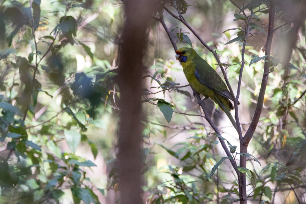 Perruche à ventre jaune (Platycercus caledonicus - Green Rosella) - Tasmanie 2