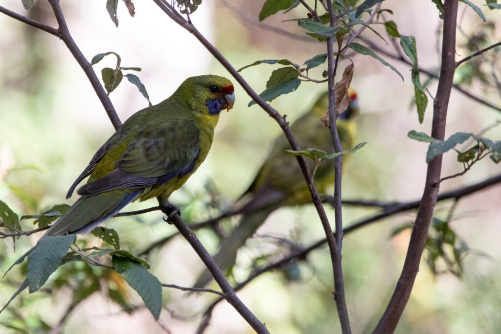 Perruche à ventre jaune (Platycercus caledonicus - Green Rosella) - Tasmanie