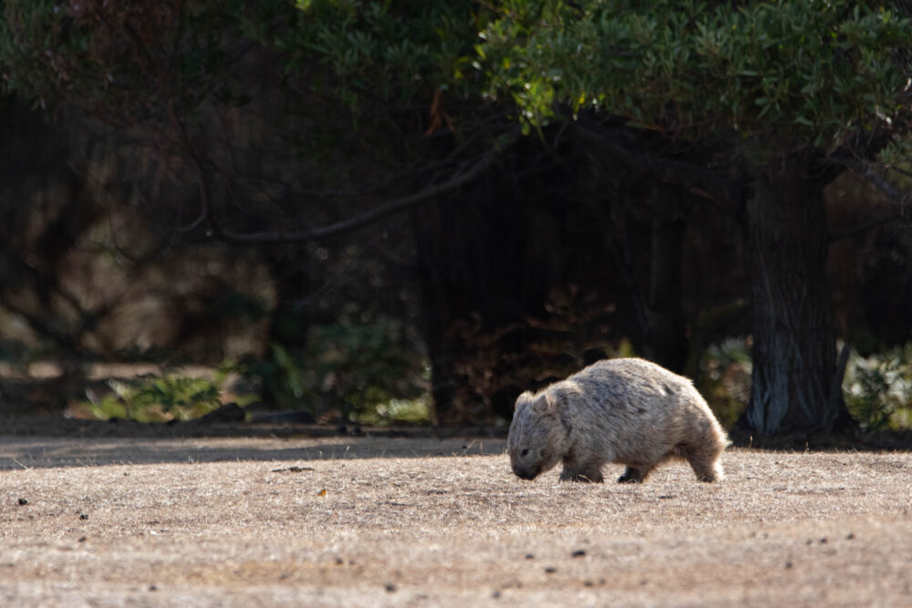 Wombat commun (Vombatus ursinus - Common wombat) - Maria Island