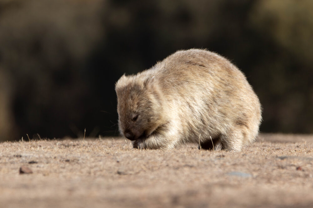Wombat commun (Vombatus ursinus - Common wombat) Maria Island 2