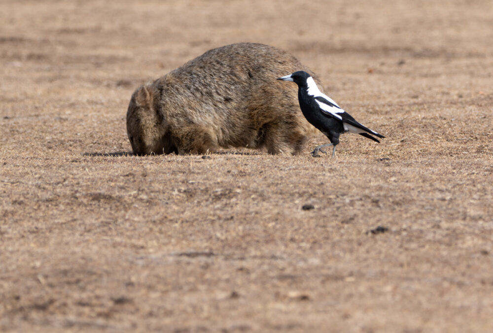 Wombat commun (Vombatus ursinus - Common wombat) et cassican