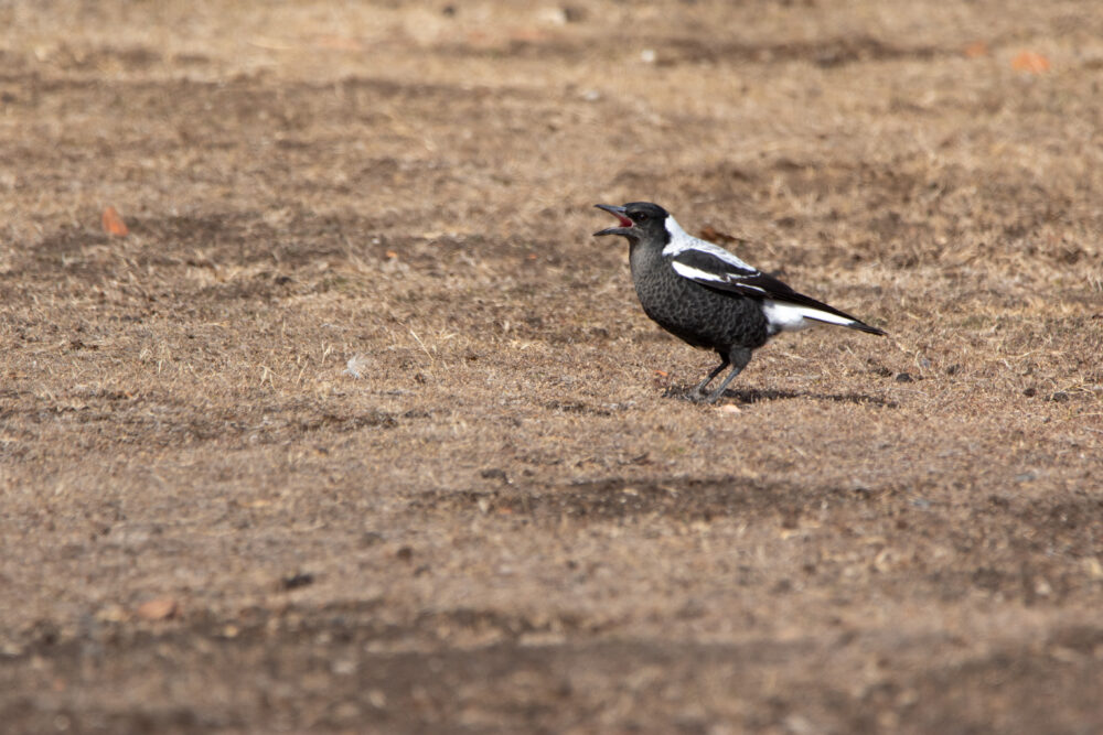 Cassican flûteur (Gymnorhina tibicen - Australian Magpie) Maria Island