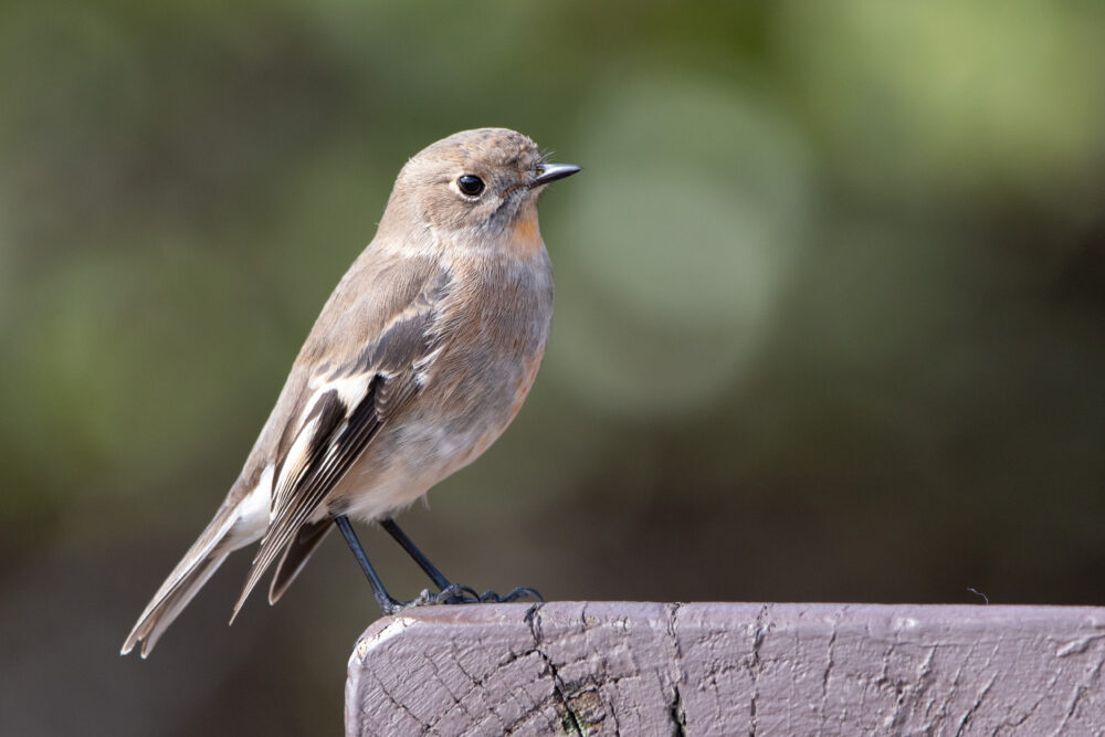 Miro embrasé (Petroica phoenicea - Flame Robin) femelle