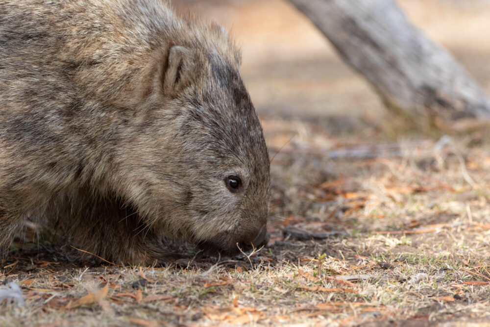 Wombat commun (Vombatus ursinus - Common wombat) 4