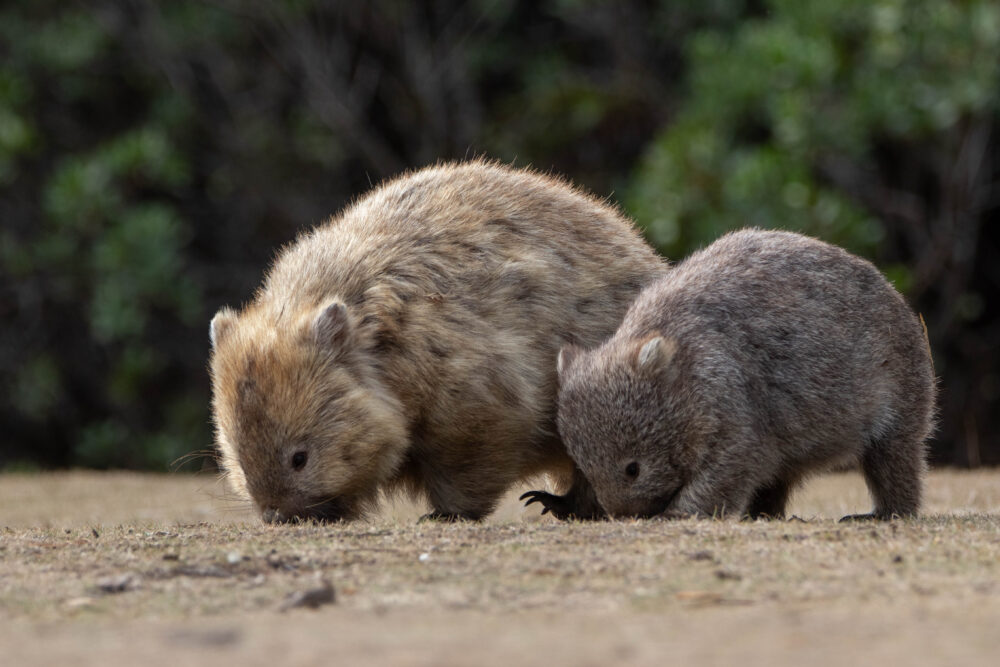 Wombat commun (Vombatus ursinus - Common wombat) 5