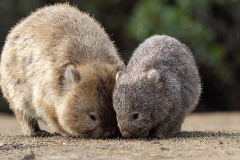 Wombat commun (Vombatus ursinus - Common wombat) 6