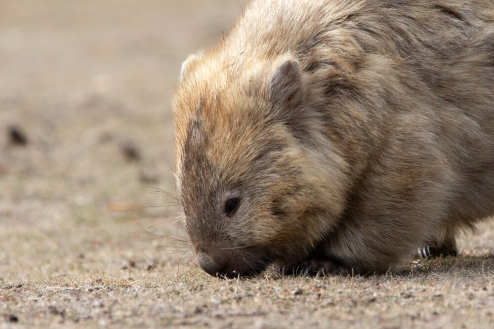 Wombat commun (Vombatus ursinus - Common wombat) 7