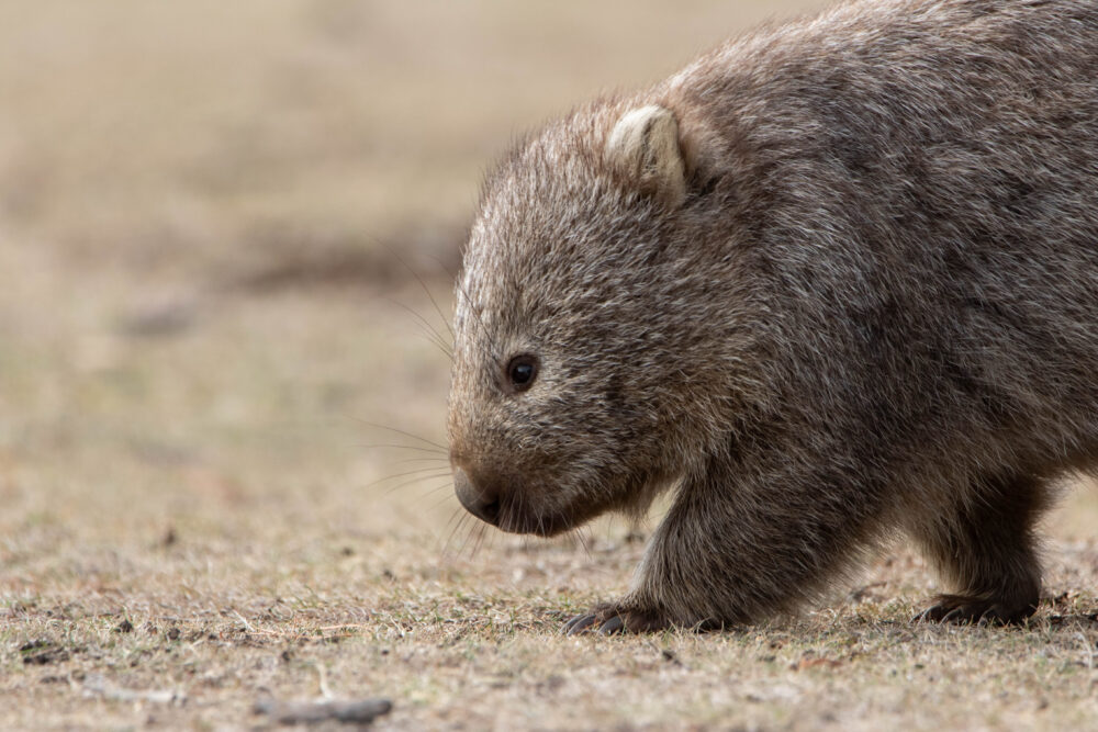 Wombat commun (Vombatus ursinus - Common wombat) 8
