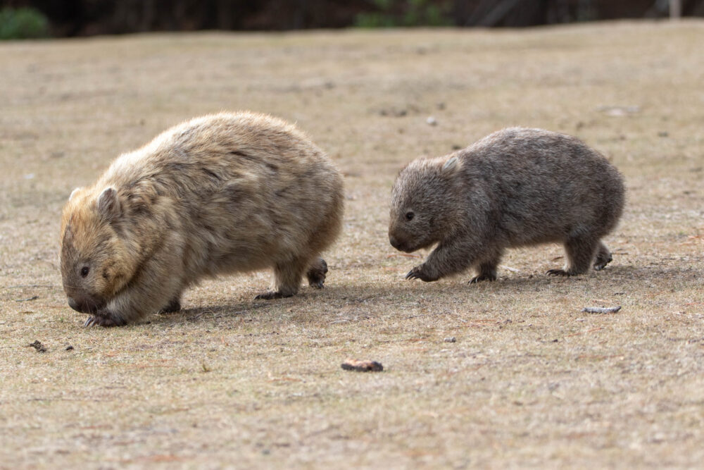 Wombat commun (Vombatus ursinus - Common wombat) 9