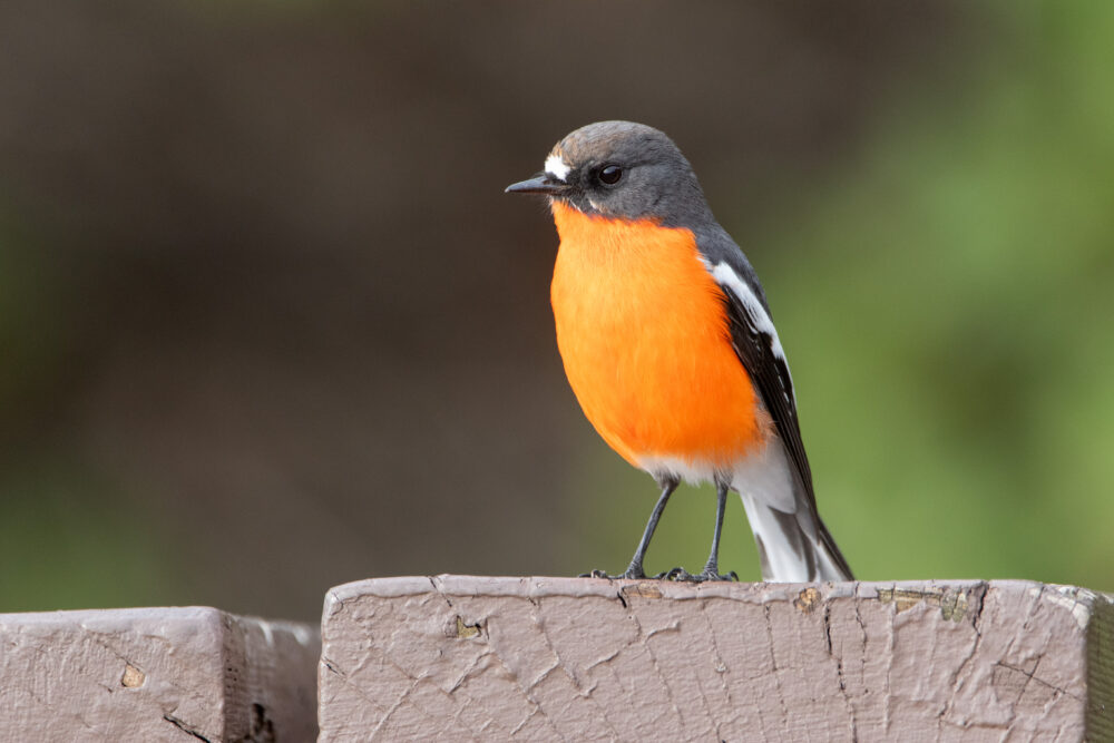 Miro embrasé (Petroica phoenicea - Flame Robin) 4