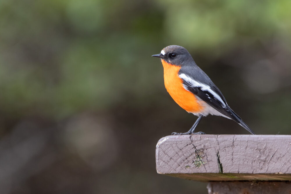 Miro embrasé (Petroica phoenicea - Flame Robin) 3