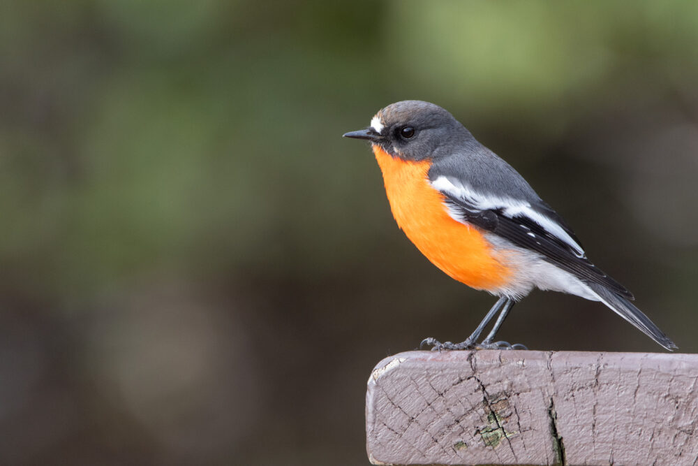 Miro embrasé (Petroica phoenicea - Flame Robin) 2