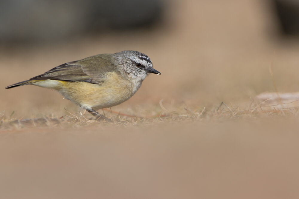 Acanthize à croupion jaune (Acanthiza chrysorrhoa - Yellow-rumped Thornbill)