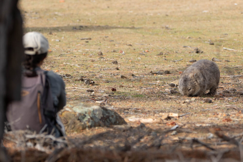 Wombat commun (Vombatus ursinus - Common wombat) et observatrice